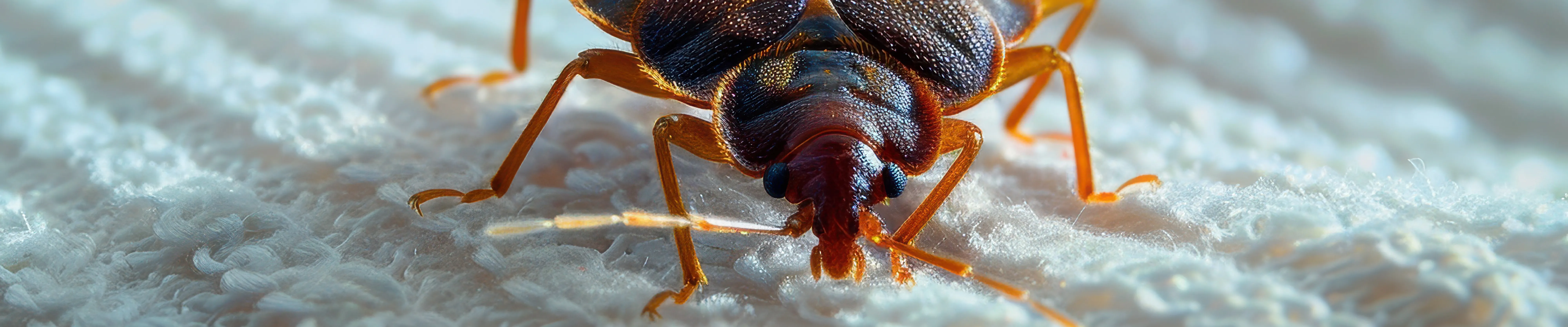 carpet cleaning in new york, carpet cleaning new york, carpet cleaners in new york, carpet cleaners in new york, commercial carpet cleaning, commercial carpet cleaning in new york, new york rug cleaners, rug cleaning services in new york, same day carpet cleaning, same day rug cleaning in new york